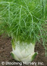 Foeniculum vulgare var. azoricum 